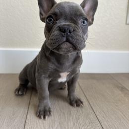 Girl 2 - Blue female French Bulldog puppy in Bakersfield, California from SierraValleyBullyz