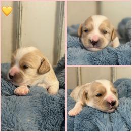 Boy 3 - Blenheim male Cavachon puppy in Smoot, Wyoming from Designer Mountain Mutts