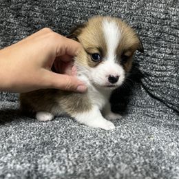 Red Girl 2 - Red female Pembroke Welsh Corgi puppy in De Witt, Arkansas from Western Plains Kennel