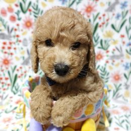 Poodle Puppies from Chatt-A-Nooga Poodles