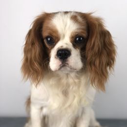 Zeus - Cavalier King Charles Spaniel