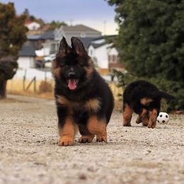 German Shepherd Puppies from VMS Shepherds