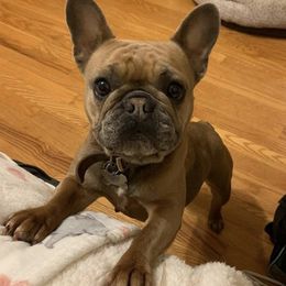 French Bulldogs from Jennifer's French Bulldogs