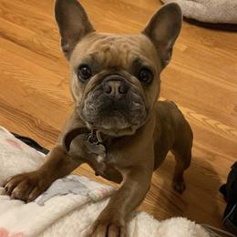 French Bulldogs from Jennifer's French Bulldogs