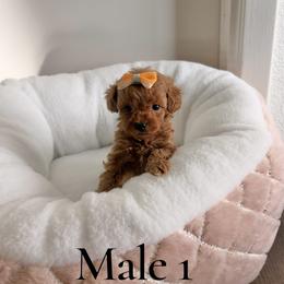Winter - Red  male Poodle puppy in Bridgeport, Texas from KM AKC Toy poodles
