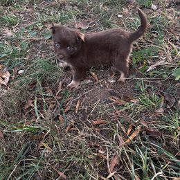 Scarlet - Red tri female Miniature Australian Shepherd puppy in Asheboro, North Carolina from Stellar Aussies