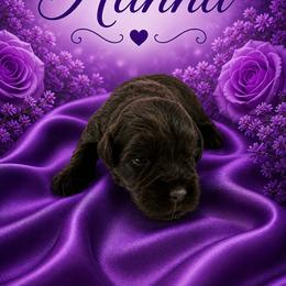 Hanna - Liver female Miniature Schnauzer puppy in Sylvania, Georgia from Southern Sky Miniature Schnauzers