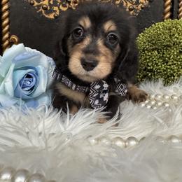 Eli - Black and cream male Dachshund puppy in Collins, Georgia from Liberty Longhair Dachshunds