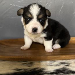 Ozzy - Black and tan male American Corgi puppy in Post Falls, Idaho from Splootin’ around Corgi’s
