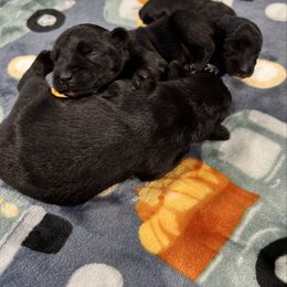 Snickers - Black male Miniature Schnauzer puppy in Springfield, Tennessee from My Lovable Schnauzers