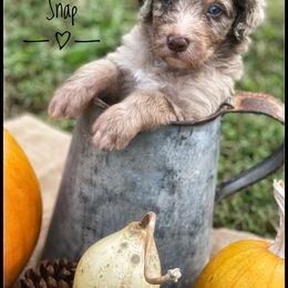 Aussiedoodle and Australian Shepherd Puppies from Faith, Feathers & FurBabies
