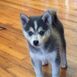Chanel - Blue female Pomsky puppy in Bucyrus, Missouri from Hill Top Pomskies