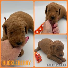 Huckleberry - Red  male Poodle puppy in Mount Vernon, Illinois from AMC Poodles