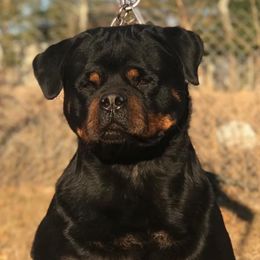 Dona - Rottweiler