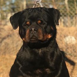 Dona - Rottweiler
