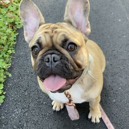 French Bulldogs from Beantown Bullz
