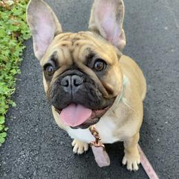 French Bulldogs from Beantown Bullz