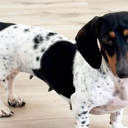 Avon - Black and tan female Dachshund puppy in Apple Valley, California from Socaldoxies