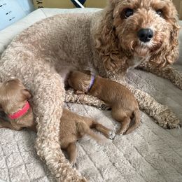 Cavapoo Puppies from Heritage Home Cavapoos