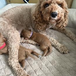 Cavapoo Puppies from Heritage Home Cavapoos