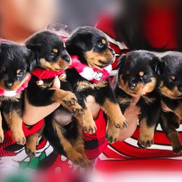 Rottweiler Puppies from Black Diamond Excellence