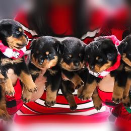 Rottweiler Puppies from Black Diamond Excellence