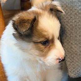 Ash - Sable male Border Collie puppy in Lebanon, Oregon from Cahill’s Canines