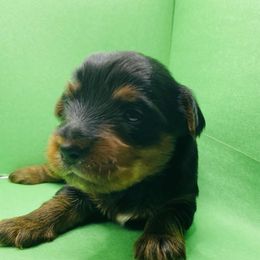 Teddy - Black and gold male Yorkshire Terrier puppy in Marion, Indiana from Regal Yorkie