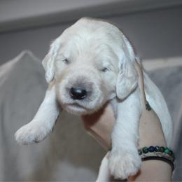 Wave - Cream male Goldendoodle puppy in Howard City, Michigan from Doodles and Chaos