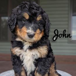 Boy 5 - Tri-color male Bernedoodle puppy in Lancaster, Minnesota from Richardville Hunde