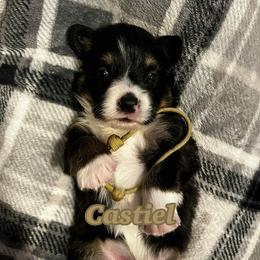 Castiel - Black and tan male Pembroke Welsh Corgi puppy in Olathe, Colorado from Rocking LJ Breeding