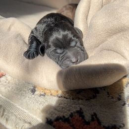 Labrador Retriever Puppies from Labs of Romeo