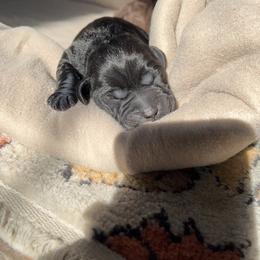Labrador Retriever Puppies from Labs of Romeo