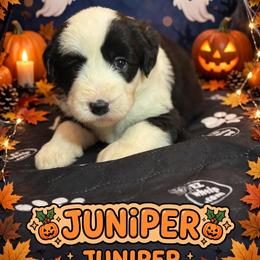 JUNIPER - Black and white female Sheepadoodle puppy in Riverside, California from Downtown Doodles & Frenchies