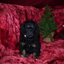 Dasher - G6 Pink Female - Phantom female Poodle puppy in Nelson, Missouri from MD Triple Creek Ranch