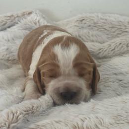 Georgia - Lemon and white female English Springer Spaniel puppy in Coeur D'alene, Idaho from Springer Hollow