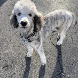 Cardi - Poodle