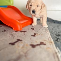 Golden Retriever Puppies from Rose n’ Thistle Farm
