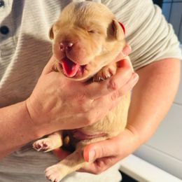 Red Boy - Yellow male Labrador Retriever puppy in Rock Hill, South Carolina from North Star Retrievers