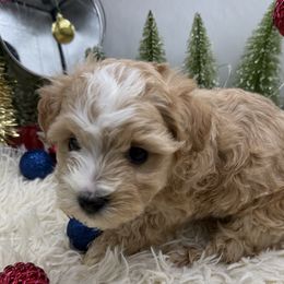 Marcy - Apricot female Maltipoo puppy in Wayland, New York from Loris Pampered Pooches💕