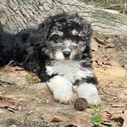 Patsy - Black tri-color female Aussiedoodle puppy in Charleston, Arkansas from Lazy S Aussies