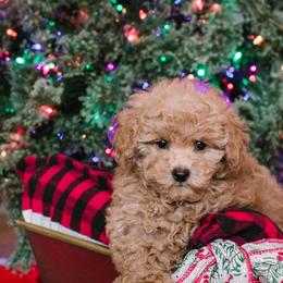 Poodles from Saria Ponte