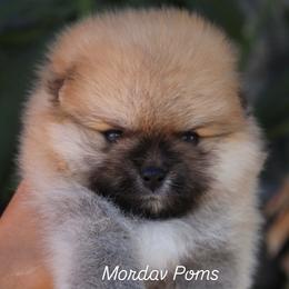 Mister - Orange sable male Pomeranian puppy in Los Angeles, California from Pommies of LA