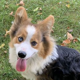 Dewey - Pembroke Welsh Corgi