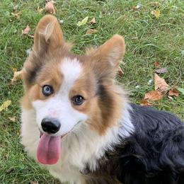Dewey - Pembroke Welsh Corgi