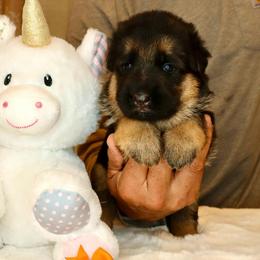 Orange collar - Black and red female German Shepherd puppy in Stockton, California from Zaragoza German Shepherds