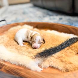 Poppy - Piebald female Dachshund puppy in Salters, South Carolina from Long-Pine Dachshund