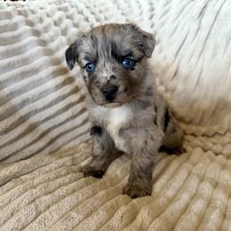Stella - Blue merle female Miniature Australian Shepherd puppy in New Hampton, Iowa from Full River Australian Shepherds