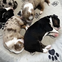 Miniature Australian Shepherd Puppies from Rolling Waves Mini Aussie