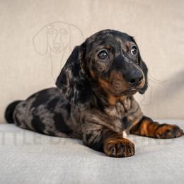 Thunder - Dapple male Dachshund puppy in Temecula, California from Naomi Magee's Dachshund Kennel